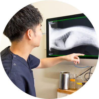 定評のある猫の診療