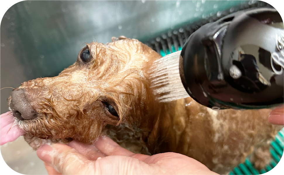 メディカルトリミング